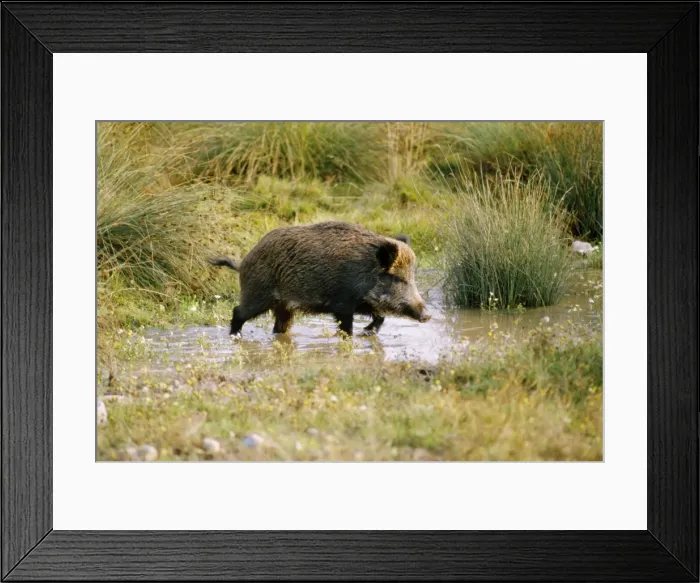 Framed Print : Wild Boar SM 154 Sus scrofa © Stefan Meyers / ARDEA LONDON Framed Print : Wild Boar SM 154 Sus scrofa © Stefan Meyers / ARDEA LONDON