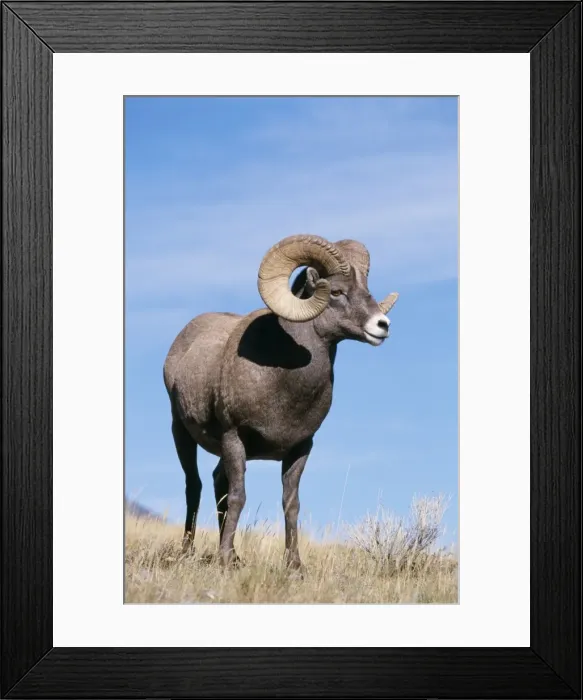 Framed Print : Bighorn Sheep SM 1547 Ovis canadensis © Stefan Meyers / ARDEA LONDON Framed Print : Bighorn Sheep SM 1547 Ovis canadensis © Stefan Meyers / ARDEA LONDON