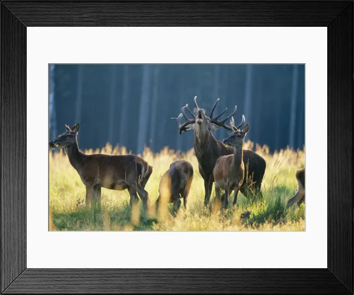 Framed Print : Red Deer SM 1554 In field Cerus elaphus © Stefan Meyers / ARDEA LONDON Framed Print : Red Deer SM 1554 In field Cerus elaphus © Stefan Meyers / ARDEA LONDON