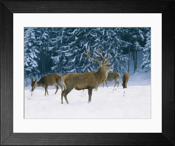 Framed Print : Red Deer SM 190 In snow Cervus elaphus © Stefan Meyers / ARDEA LONDON Framed Print : Red Deer SM 190 In snow Cervus elaphus © Stefan Meyers / ARDEA LONDON