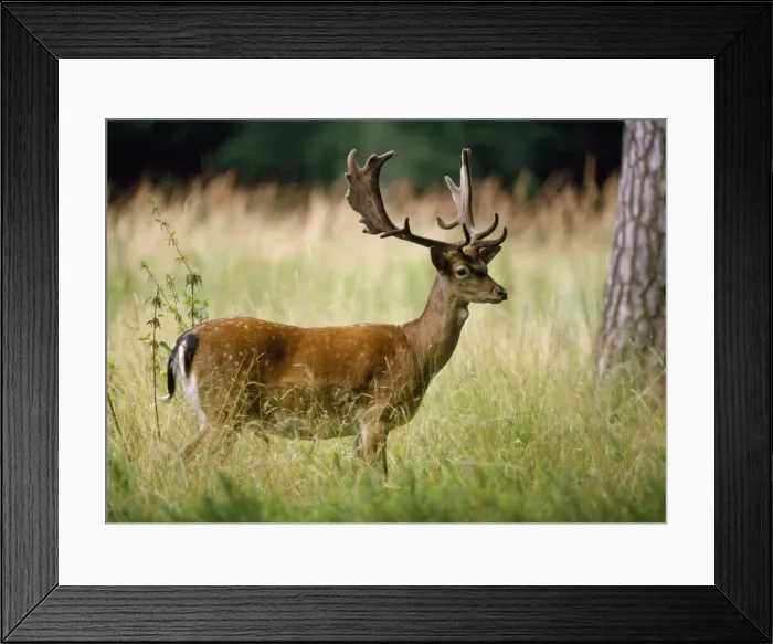 Framed Print : Fallow Deer Framed Print : Fallow Deer