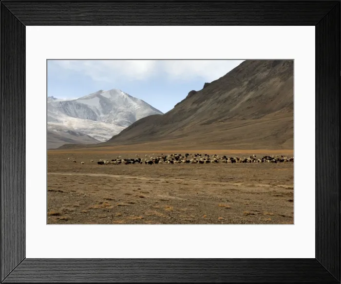 Framed Print : Tajikistan - Herd of sheep in Pamir mountain - Murgab Framed Print : Tajikistan - Herd of sheep in Pamir mountain - Murgab