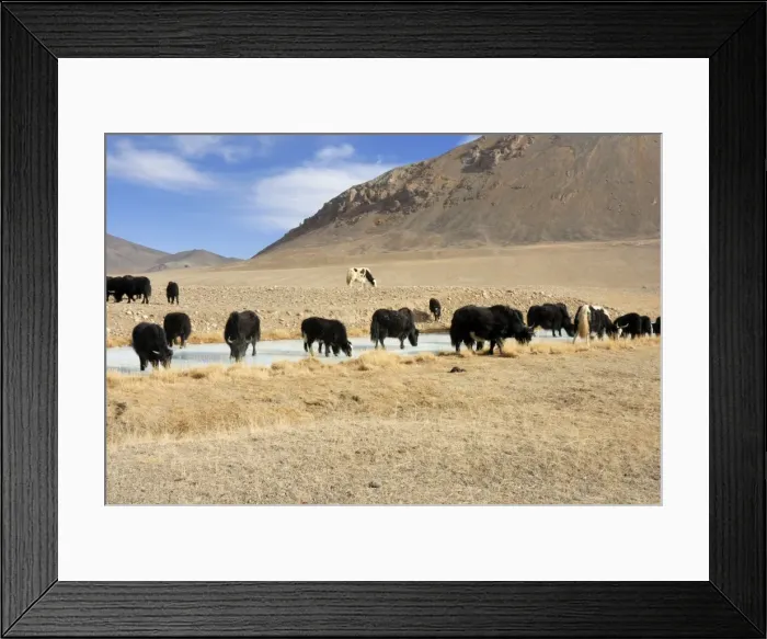 Framed Print : Tajikistan - Herd of Yak in Pamir mountain - Murgab Framed Print : Tajikistan - Herd of Yak in Pamir mountain - Murgab