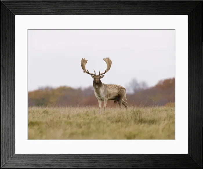 Framed Print : Fallow deer - buck - Klambenborg - Denmark Framed Print : Fallow deer - buck - Klambenborg - Denmark