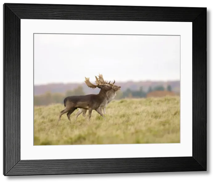 Framed Print : Fallow deer - bucks rut behaviour - Klambenborg - Denmark Framed Print : Fallow deer - bucks rut behaviour - Klambenborg - Denmark