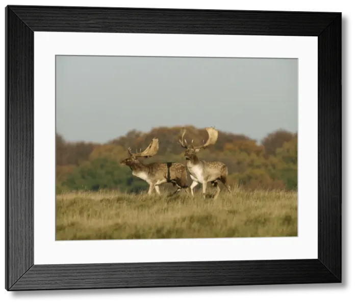 Framed Print : Fallow deer - bucks rut behaviour - Klambenborg - Denmark