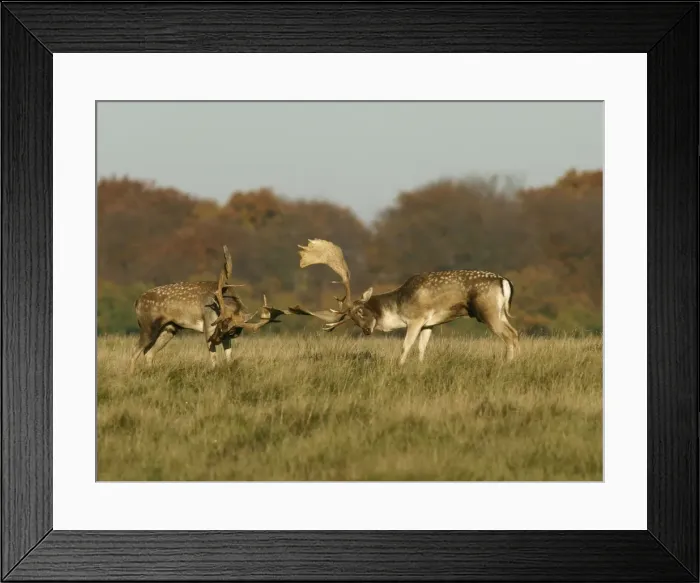 Framed Print : Fallow deer - bucks fighting - Klambenborg - Denmark Framed Print : Fallow deer - bucks fighting - Klambenborg - Denmark