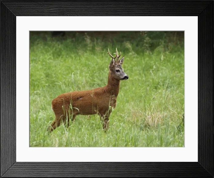 Framed Print : roe deer - buck. Germany Framed Print : roe deer - buck. Germany