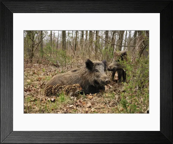 Framed Print : wild boar - sow nursing young ones. Germany Framed Print : wild boar - sow nursing young ones. Germany