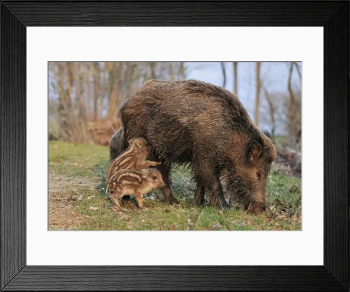Framed Print : wild boar - sow nursing young ones. Germany Framed Print : wild boar - sow nursing young ones. Germany