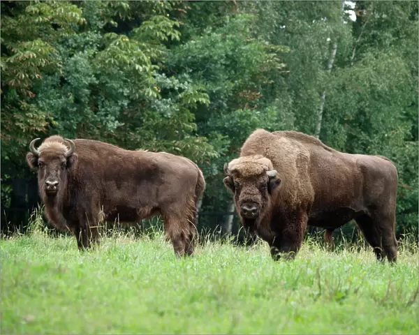 European Bison - cow and bull. Germany