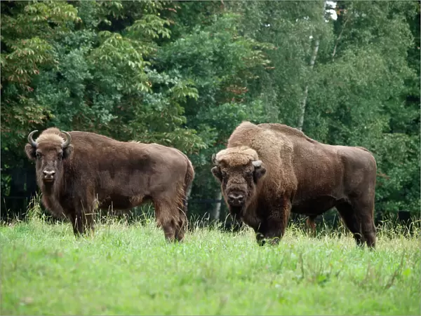 European Bison - cow and bull. Germany
