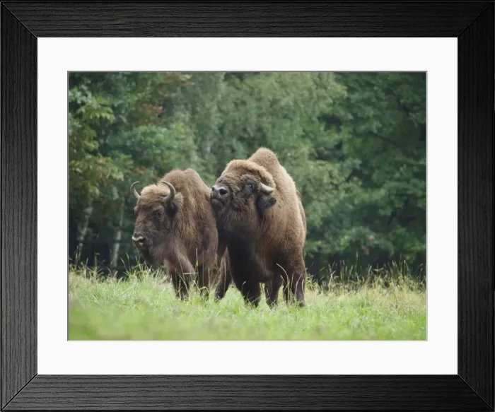 Framed Print : European Bison - cow and bull. Germany Framed Print : European Bison - cow and bull. Germany