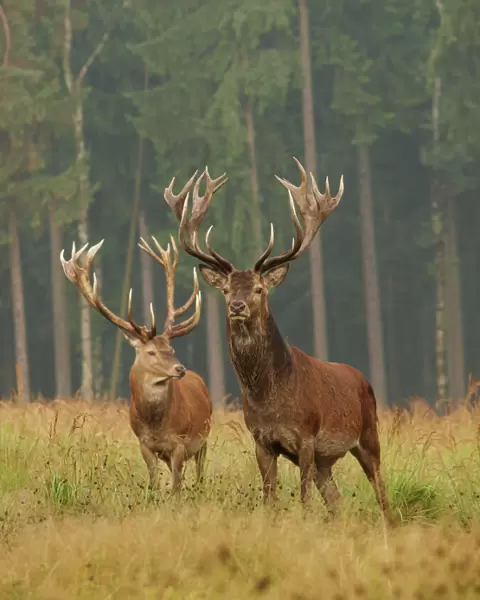 Red deer - stags in summer. Germany