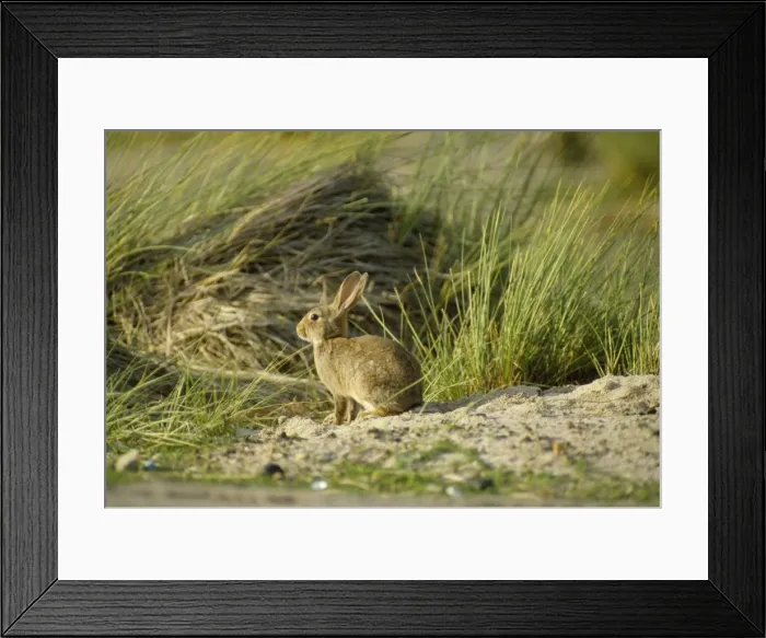 Framed Print : Wild Rabbit SM 275 Oryctolagus coniculus © Stefan Meyers / ARDEA LONDON Framed Print : Wild Rabbit SM 275 Oryctolagus coniculus © Stefan Meyers / ARDEA LONDON