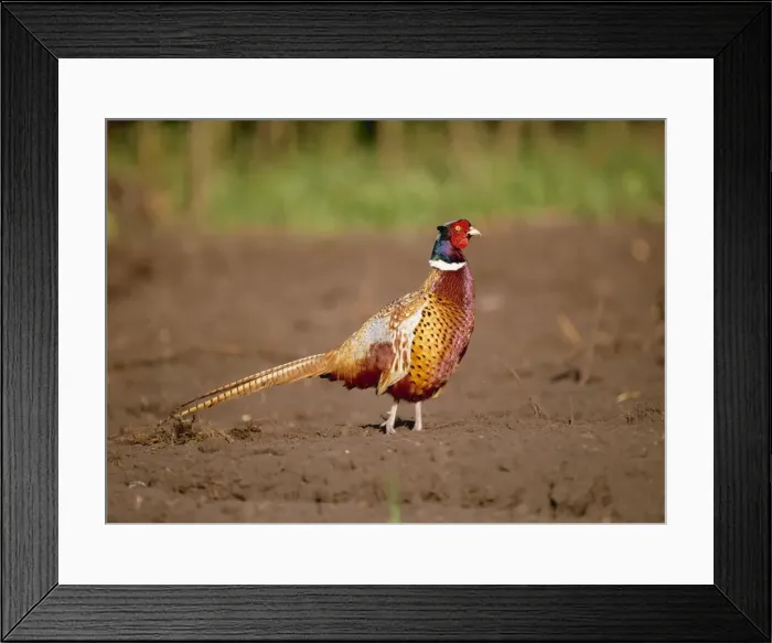 Framed Print : Pheasant SM 313 Phasianus colchicus © Stefan Meyers / ARDEA LONDON Framed Print : Pheasant SM 313 Phasianus colchicus © Stefan Meyers / ARDEA LONDON