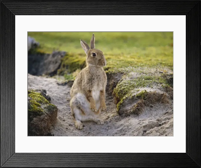 Framed Print : Rabbit SM 352 Oryctolagus coniculus © Stefan Meyers / ARDEA LONDON Framed Print : Rabbit SM 352 Oryctolagus coniculus © Stefan Meyers / ARDEA LONDON