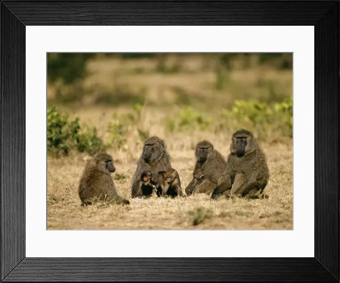 Framed Print : Olive Baboon SM 408 Family Papio annubis © Stefan Meyers / ARDEA LONDON Framed Print : Olive Baboon SM 408 Family Papio annubis © Stefan Meyers / ARDEA LONDON