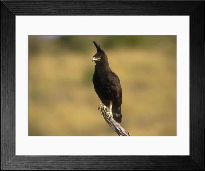 Framed Print : Long-crested Eagle Framed Print : Long-crested Eagle