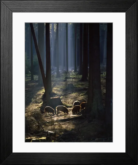 Framed Print : Wild Boar. SM-640. WILD BOAR - in woodland Framed Print : Wild Boar. SM-640. WILD BOAR - in woodland