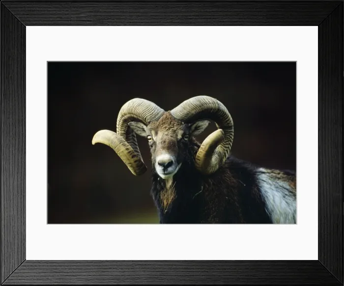 Framed Print : European Mouflon SM 942 Ovis musimon © Stefan Meyers / ARDEA LONDON Framed Print : European Mouflon SM 942 Ovis musimon © Stefan Meyers / ARDEA LONDON