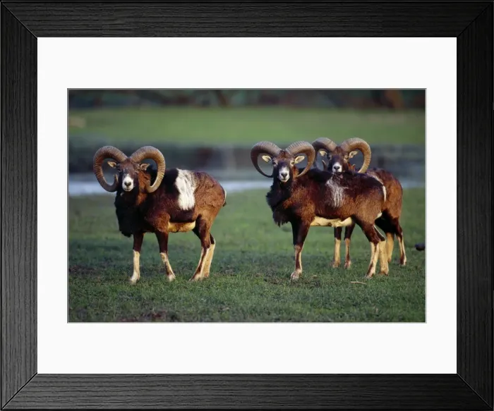 Framed Print : European Mouflon SM-943 Three males Ovis musimon © Stefan Meyers / ARDEA LONDON Framed Print : European Mouflon SM-943 Three males Ovis musimon © Stefan Meyers / ARDEA LONDON