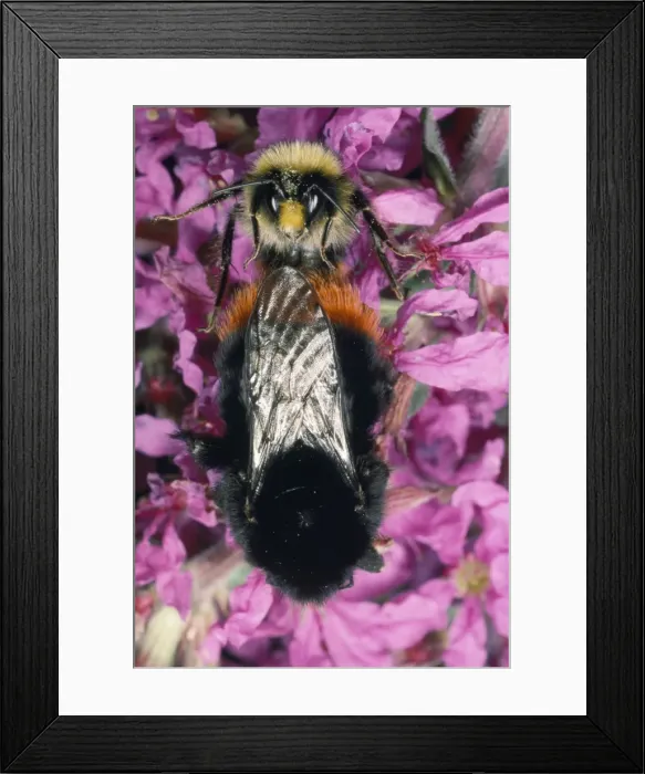 Framed Print : Bumble Bee - pair mating UK Framed Print : Bumble Bee - pair mating UK