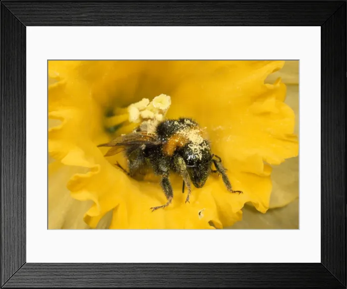 Framed Print : Common Bumblebee - covered in pollen UK Framed Print : Common Bumblebee - covered in pollen UK