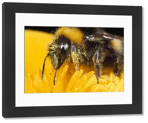 Common Bumblebee - feeding on flower UK