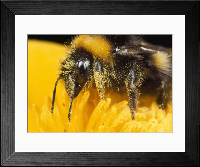 Framed Print : Common Bumblebee - feeding on flower UK Framed Print : Common Bumblebee - feeding on flower UK