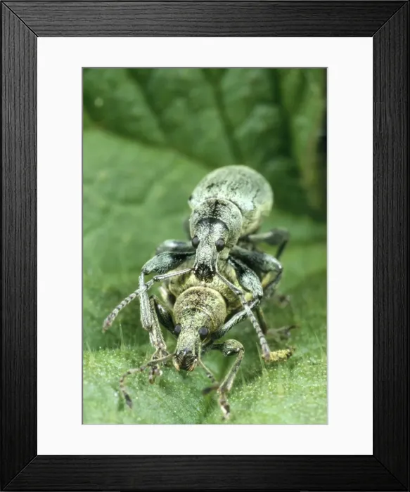 Framed Print : Nettle Weevil - pair mating among nettle spines UK Framed Print : Nettle Weevil - pair mating among nettle spines UK