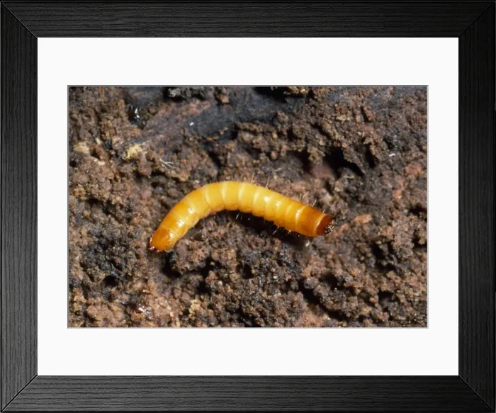Framed Print : Click Beetle Larva - garden wireworm UK Framed Print : Click Beetle Larva - garden wireworm UK