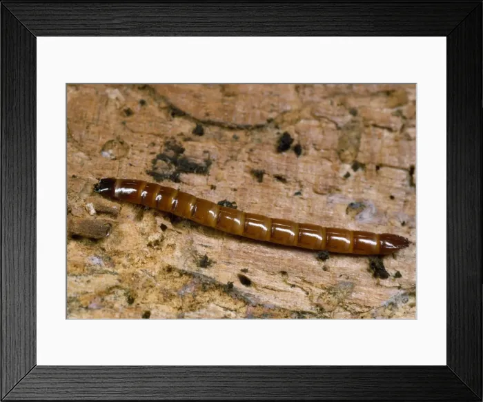 Framed Print : Click Beetle Larva - garden wireworm UK Framed Print : Click Beetle Larva - garden wireworm UK