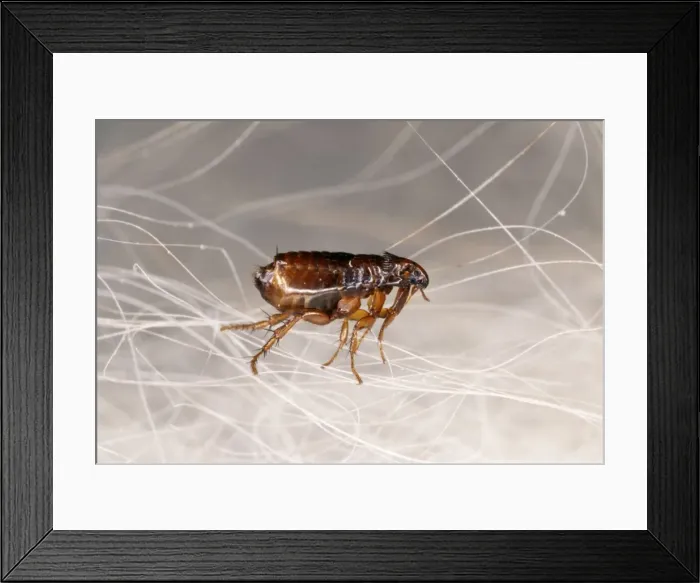 Framed Print : Cat Flea Crawling in cat fur, UK Framed Print : Cat Flea Crawling in cat fur, UK