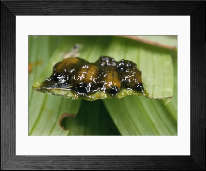 Framed Print : Lily Beetle larvae - in protective coat of faeces UK Framed Print : Lily Beetle larvae - in protective coat of faeces UK