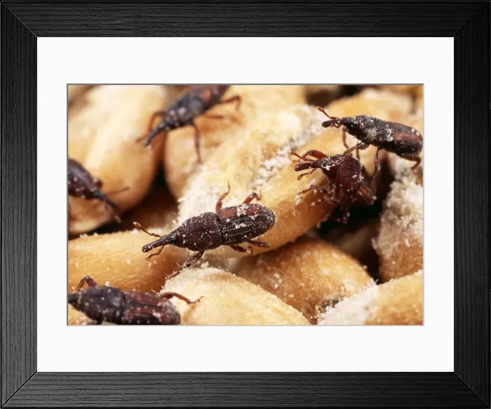 Framed Print : Rice Weevils Infestation in wheat grains Framed Print : Rice Weevils Infestation in wheat grains