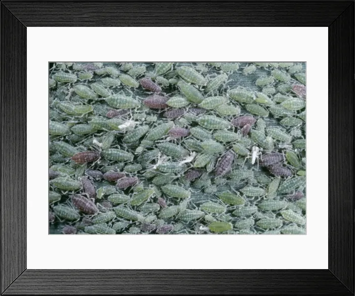 Framed Print : Greenfly Aphids SPH 1257 On reed leaf UK © Steve Hopkin / ARDEA LONDON Framed Print : Greenfly Aphids SPH 1257 On reed leaf UK © Steve Hopkin / ARDEA LONDON