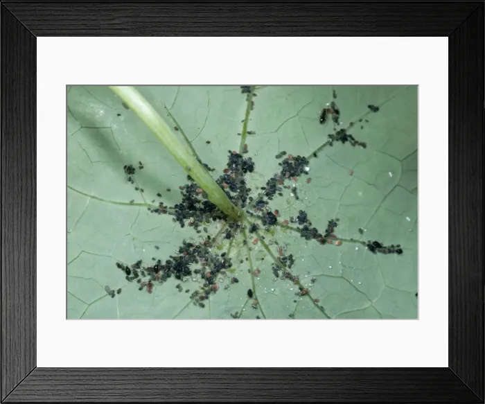 Framed Print : Black Bean Aphid Large aggregation, UK Framed Print : Black Bean Aphid Large aggregation, UK
