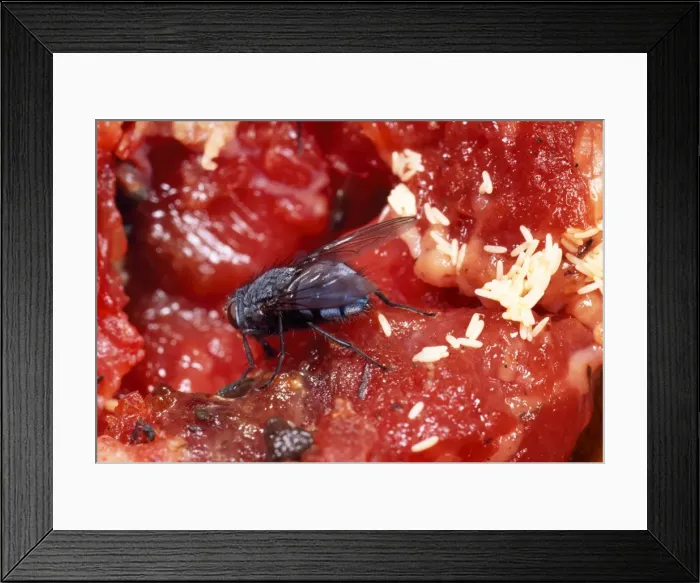 Framed Print : Bluebottle - laying eggs on meat UK Framed Print : Bluebottle - laying eggs on meat UK