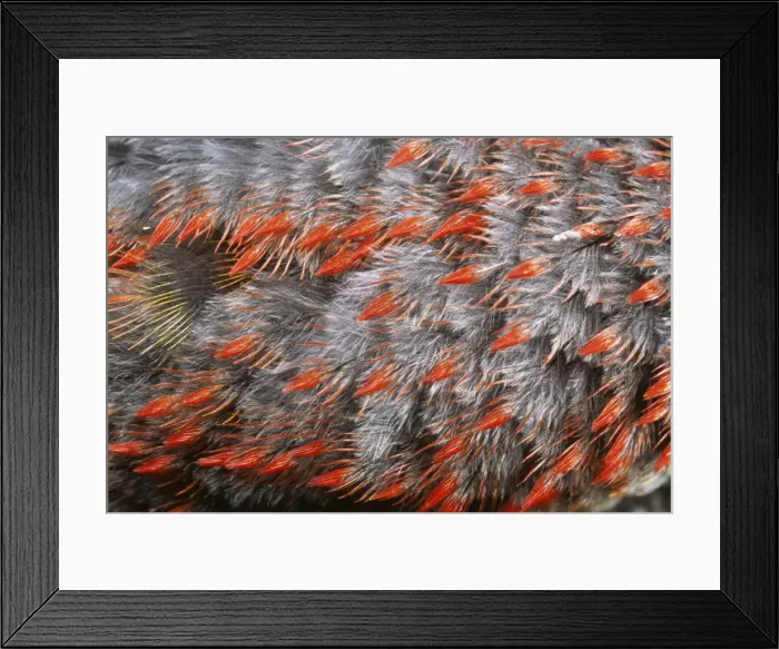 Framed Print : Downy Feathers of Green Woodpecker SPH 1478 UK Picus virdis © Steve Hopkin / ARDEA LONDON Framed Print : Downy Feathers of Green Woodpecker SPH 1478 UK Picus virdis © Steve Hopkin / ARDEA LONDON