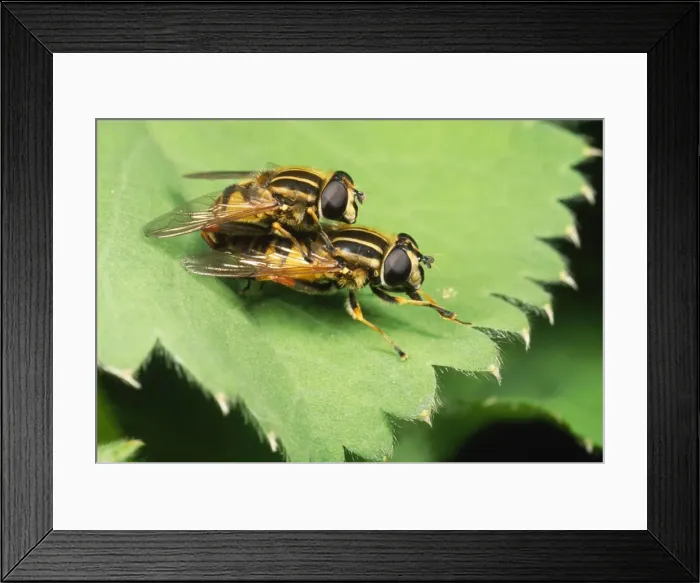 Framed Print : Striped Hoverflies - mating pair UK Framed Print : Striped Hoverflies - mating pair UK