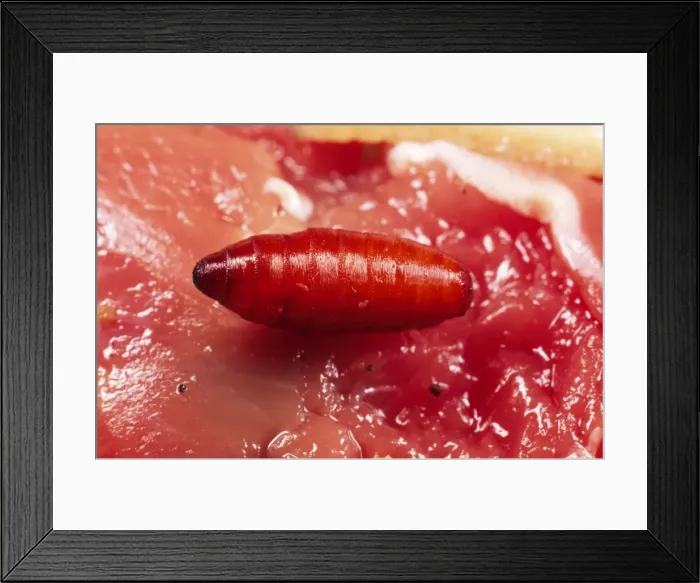 Framed Print : Blue Bottle Maggot Pupa on rotting meat, UK Framed Print : Blue Bottle Maggot Pupa on rotting meat, UK