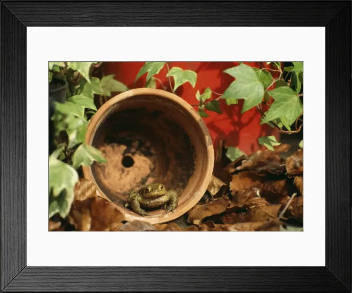 Framed Print : Common Toad SPH 1657 Adult in flowerpot UK. Bufo bufo © Steve Hopkin / ARDEA LONDON Framed Print : Common Toad SPH 1657 Adult in flowerpot UK. Bufo bufo © Steve Hopkin / ARDEA LONDON