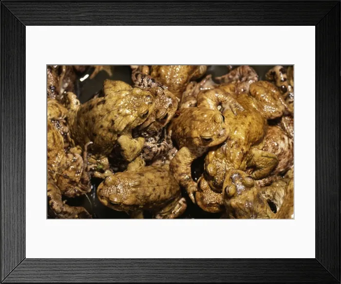 Framed Print : Commom Toad SPH 1661 Orgy - UK Bufo Bufo © Steve Hopkin / ARDEA LONDON Framed Print : Commom Toad SPH 1661 Orgy - UK Bufo Bufo © Steve Hopkin / ARDEA LONDON