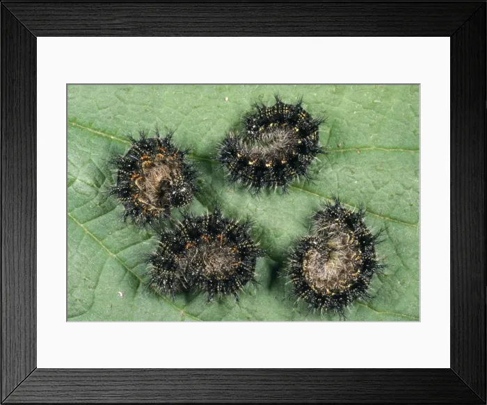 Framed Print : Small Tortoiseshell Butterfly Larva - four curled up on leaf UK