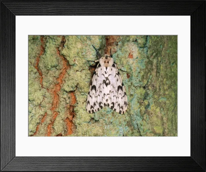 Framed Print : Black Arches Moth - on Oak tree UK Framed Print : Black Arches Moth - on Oak tree UK