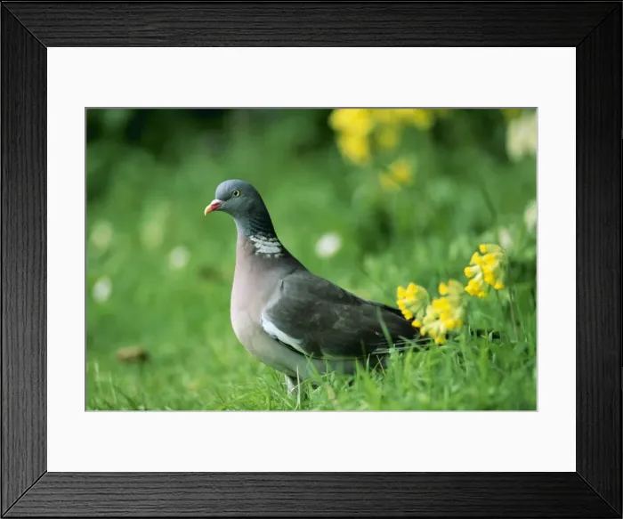 Framed Print : Wood Pigeon SPH 1901 UK Columba palumbus © Steve Hopkin / ARDEA LONDON Framed Print : Wood Pigeon SPH 1901 UK Columba palumbus © Steve Hopkin / ARDEA LONDON