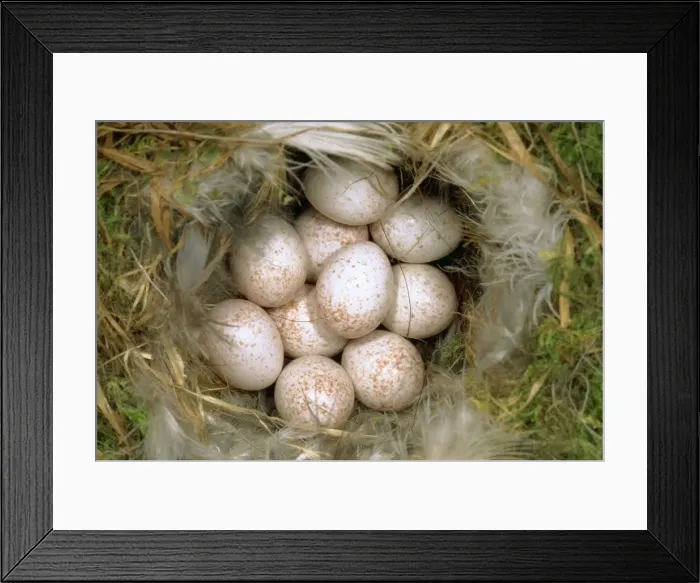 Framed Print : Blue Tit Eggs SPH 1909 Clutch in nest Parus caerulensi © Steve Hopkin / ARDEA LONDON Framed Print : Blue Tit Eggs SPH 1909 Clutch in nest Parus caerulensi © Steve Hopkin / ARDEA LONDON