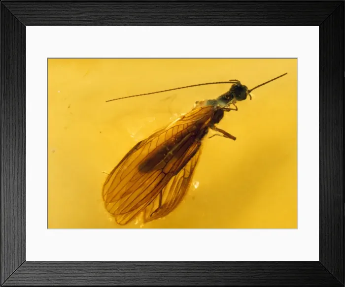 Framed Print : Stonefly - embedded in Baltic Amber. Upper Eocene Framed Print : Stonefly - embedded in Baltic Amber. Upper Eocene