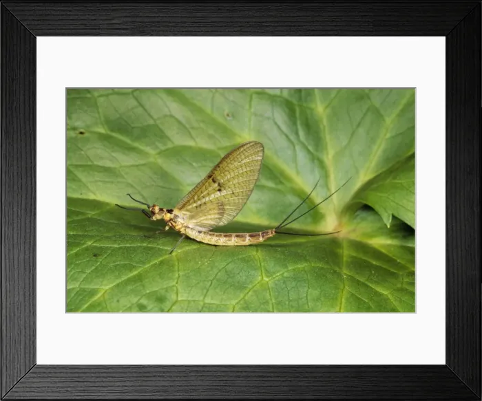 Framed Print : Mayfly SPH 2389 Garden pond UK (Ephemeroptera) Ephemera dancia © Steve Hopkin / ARDEA LONDON Framed Print : Mayfly SPH 2389 Garden pond UK (Ephemeroptera) Ephemera dancia © Steve Hopkin / ARDEA LONDON